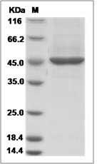 Human NUDC Protein (His Tag)