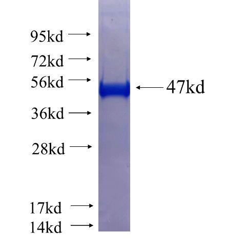 Recombinant human NUDT12 SDS-PAGE
