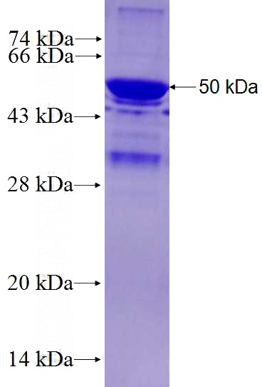 Recombinant Human FCHSD2 SDS-PAGE