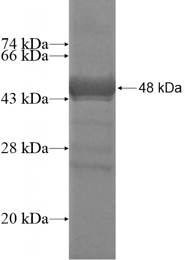 Recombinant Human C5orf44 SDS-PAGE
