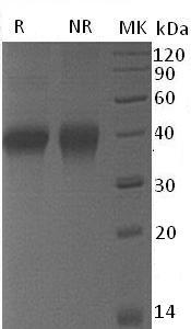 Mouse Tnfrsf4/Ox40/Txgp1 (His tag) recombinant protein