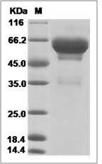 Mouse SCG3 / Secretogranin 3 Protein (His Tag)