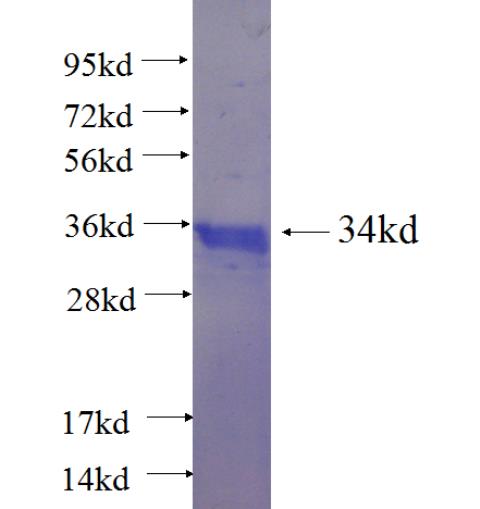 Recombinant human WNT10A SDS-PAGE