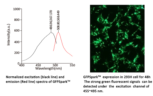 Aequorea victoria Green fluorescent protein / GFP (His Tag)