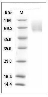 Human CEACAM1 / CD66a Protein (His Tag) SDS-PAGE