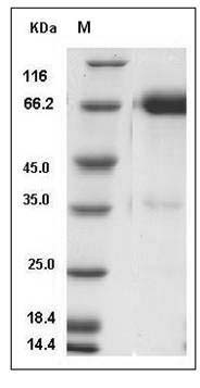 Human Coagulation Factor III / Tissue Factor / CD142 Protein (Fc Tag) SDS-PAGE