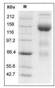 Mouse VEGFR3 / FLT-4 Protein (Fc Tag) SDS-PAGE