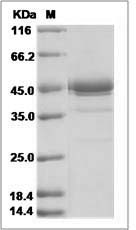 Artn protein SDS-PAGE