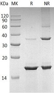 Human BCL2A1/BCL2L5/BFL1/GRS/HBPA1 (His tag) recombinant protein