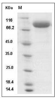 Influenza A H3N2 (A/Perth/16/2009) Hemagglutinin / HA Protein (His Tag) SDS-PAGE