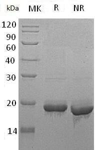 Human SCO1/SCOD1 (GST tag) recombinant protein