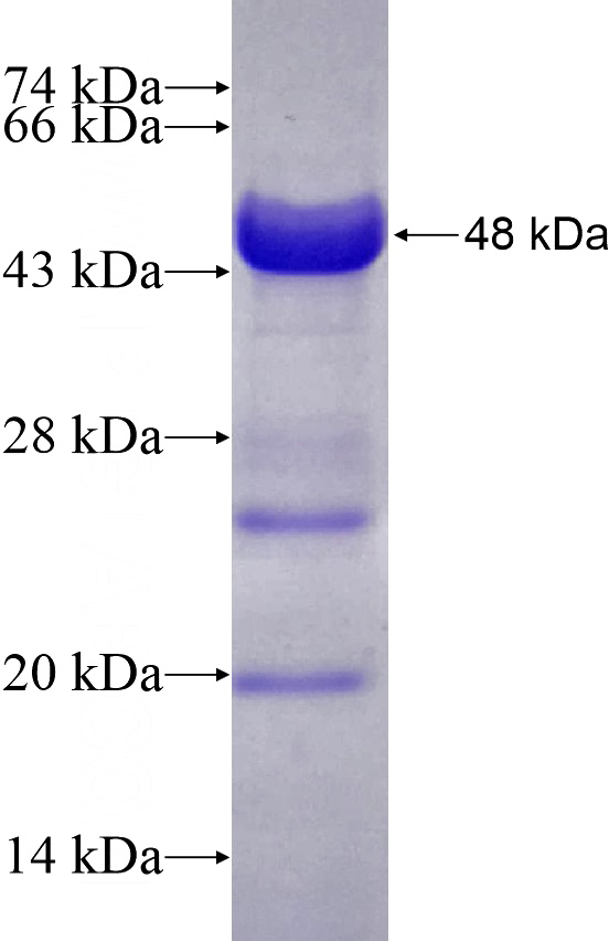 Recombinant Human PAF1 SDS-PAGE