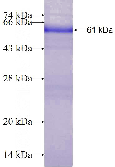 Recombinant Human EEF1A1 SDS-PAGE