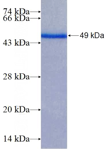 Recombinant Human C12orf41 SDS-PAGE