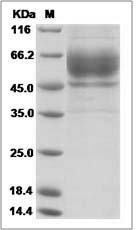 Human CSTL1 / Cystatin-like 1 Protein (Fc Tag)