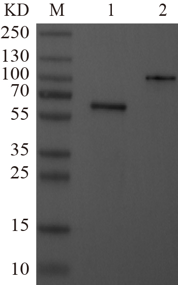 Recombinant PDE12 protein (His tag) Western Blot