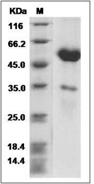 Cynomolgus OX-40L / TNFSF4 Protein (Fc Tag) SDS-PAGE