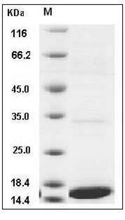 Human IL1F6 / IL36A Protein SDS-PAGE