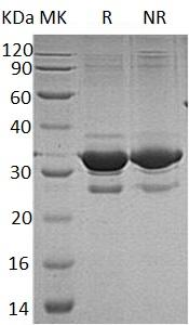 Human CDK4 (His tag) recombinant protein