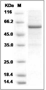 Human APAP-1 / AAP1 / RYBP Protein (His & GST Tag) SDS-PAGE