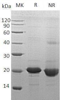Human HBEGF/DTR/DTS/HEGFL (His tag) recombinant protein