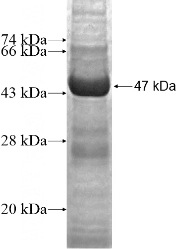Recombinant Human NME4 SDS-PAGE