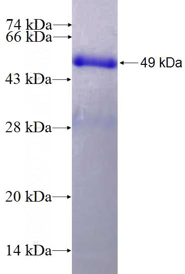 Recombinant Human GSPT1 SDS-PAGE