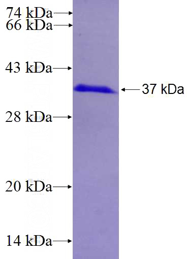 Recombinant Human SPATA4 SDS-PAGE