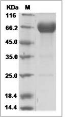 Rhesus B7-H5 / GI24 / VISTA Protein (Fc Tag)