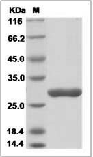 Rat CTRB1 / Chymotrypsinogen B1 Protein (His Tag)