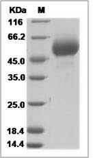 Influenza A H1N9 (A/mallard/Ohio/265/1987) Hemagglutinin / HA1 Protein (His Tag)