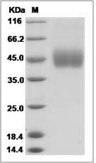 Cynomolgus B7-H6 / B7H6 Protein (His Tag)