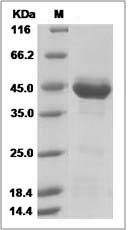 NTS protein SDS-PAGE
