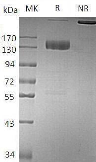 Mouse Il12rb2 (Fc tag) recombinant protein