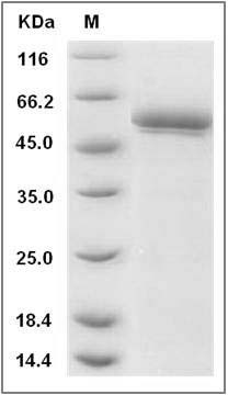 Mouse BACE2 / Beta secretase 2 Protein (His Tag) SDS-PAGE