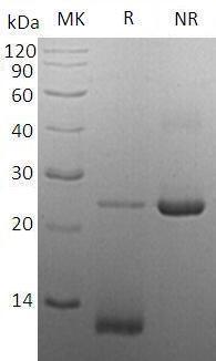 Human BMP2/BMP2A recombinant protein