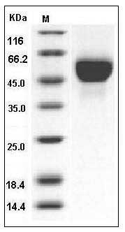 Influenza A H5N1 (A/Hong Kong/483/97) Hemagglutinin Protein (HA1 Subunit) (His Tag) SDS-PAGE