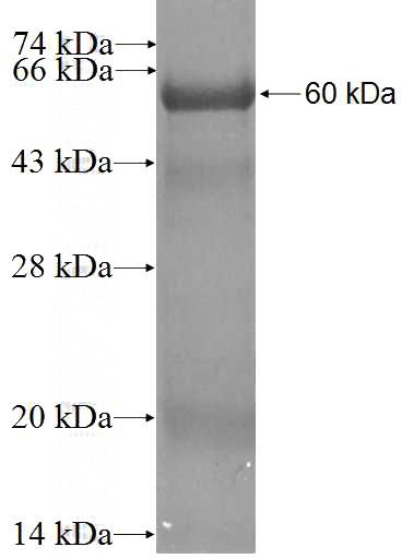 Recombinant Human PRIM1 SDS-PAGE
