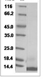 Canine Epidermal Growth Factor/EGF Protein 14966