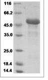 Human TNFSF14/LIGHT/CD258 Protein 14109