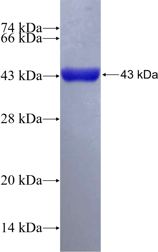 Recombinant Human ISG20 SDS-PAGE