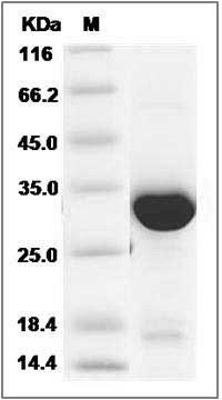 Human PSME3 / PA28-gamma Protein (His Tag) SDS-PAGE
