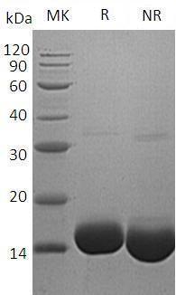 Human IL3 (His tag) recombinant protein