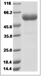 Mouse LAG3/LAG-3/CD223 Protein 15332