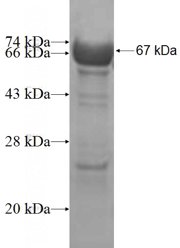Recombinant Human SMS SDS-PAGE