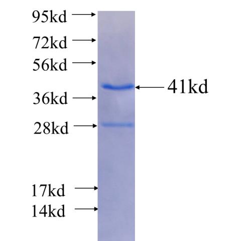 Recombinant Arabidopsis thaliana AL7 SDS-PAGE