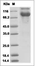 Mouse LAG3 / CD223 / Lymphocyte activation gene 3 (Fc Tag) recombinant protein