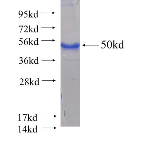 Recombinant Arabidopsis thaliana SGAT SDS-PAGE