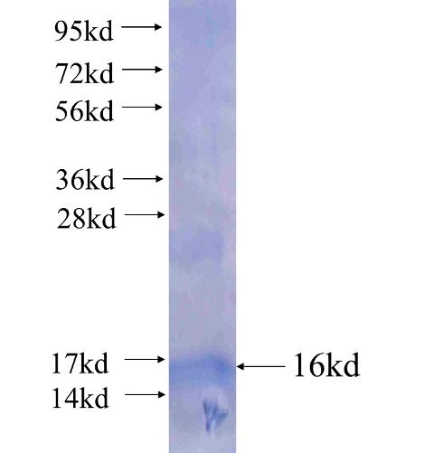 Recombinant human HTR4 SDS-PAGE