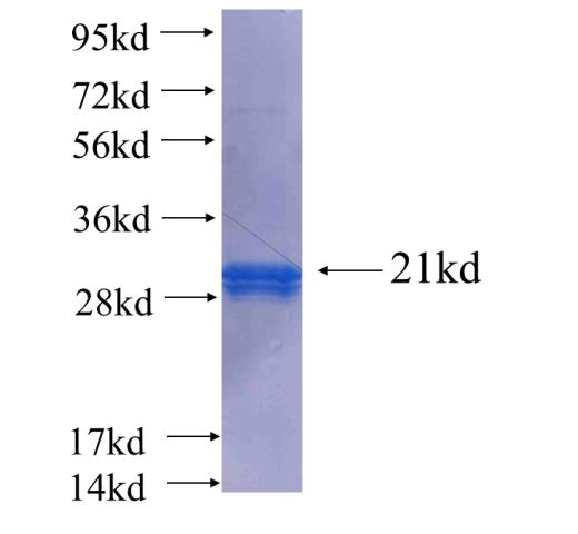 Recombinant human GPSM2 SDS-PAGE
